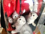 Scottish Fold Ns24 Yavular