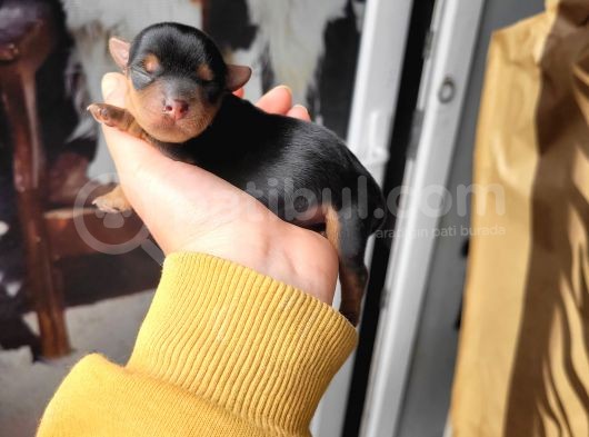 Yorkshire Terrier Yavru (Bursa Köpek Okulu) görsel