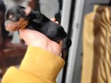 Yorkshire Terrier Yavru (Bursa Köpek Okulu)