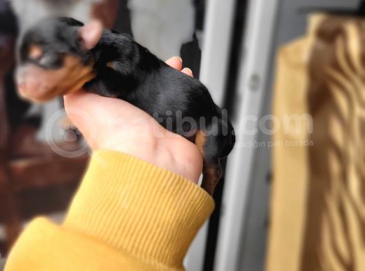 Yorkshire Terrier Yavru (Bursa Köpek Okulu) görsel