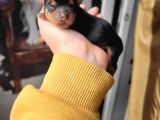 Yorkshire Terrier Yavru (Bursa Köpek Okulu)