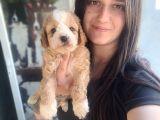 Maltipoo Yavru (Bursa Köpek Okulu)