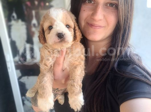 Maltipoo Yavru (Bursa Köpek Okulu)