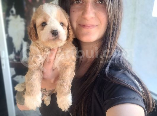 Maltipoo Yavru (Bursa Köpek Okulu) görsel