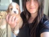 Maltipoo Yavru (Bursa Köpek Okulu)