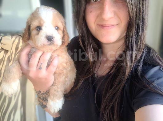 Maltipoo Yavru (Bursa Köpek Okulu) görsel