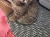 Anne Altından British Ve Scottish Tobby Yavrularımız Mama Karşılığı Sahıplendirme