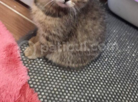 Anne Altından British Ve Scottish Tobby Yavrularımız Mama Karşılığı Sahıplendirme görsel