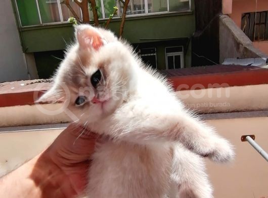 Full Şecereli̇ Black Golden Poi̇nt Ve Blue Golden Bebekler görsel