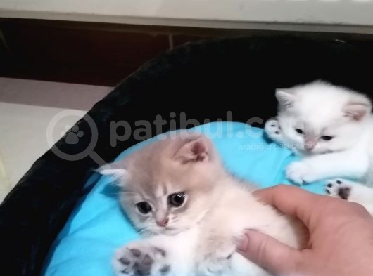 Full Şecereli̇ Black Golden Poi̇nt Ve Blue Golden Bebekler görsel