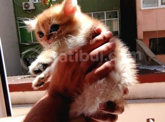 Full Şecereli̇ Golden Ny11 Di̇şi̇ görsel