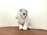 Scottish Fold Ns24 Yavular