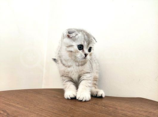 Scottish Fold Ns24 Yavular görsel