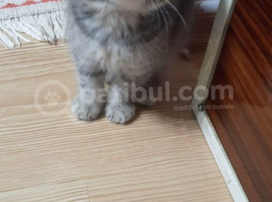 Anne Altından British Ve Scottish Tobby Yavrularımız Mama Karşılığı Sahıplendirme görsel