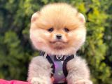 Safkan Pomeranian Boo Yavrularımız