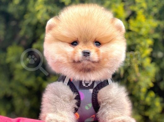 Safkan Pomeranian Boo Yavrularımız görsel