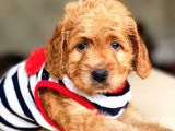 Show Kalite Maltipoo Bebekler