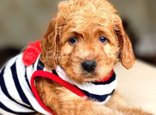 Show Kalite Maltipoo Bebekler görsel