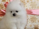 Ayı Surat Sevimli Mini Boy Pomeranian