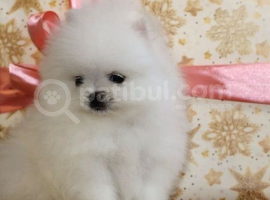 Ayı Surat Sevimli Mini Boy Pomeranian görsel