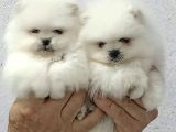 Ayı Surat Sevimli Mini Boy Pomeranian