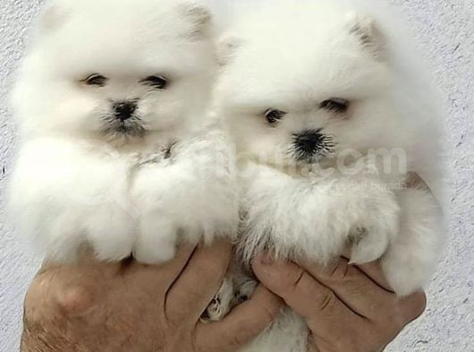 Ayı Surat Sevimli Mini Boy Pomeranian görsel