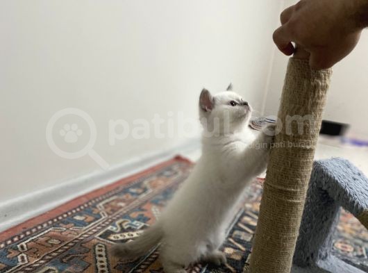 Uygun Fi̇yat görsel