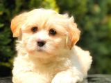Teacup Malti̇po Mi̇ni̇ Boy