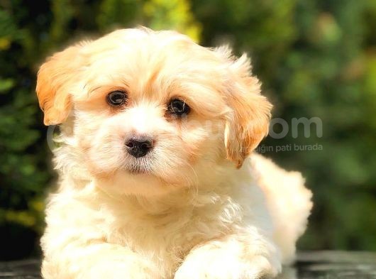 Teacup Malti̇po Mi̇ni̇ Boy görsel