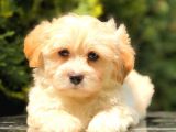 Teacup Malti̇po Mi̇ni̇ Boy