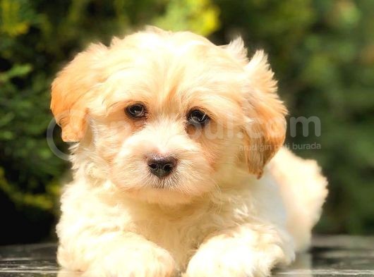 Teacup Malti̇po Mi̇ni̇ Boy görsel