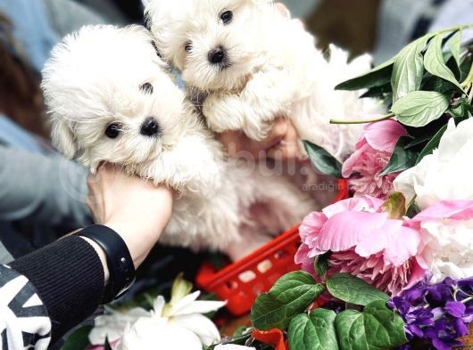 Mini Boy Maltese Sevimli Yavrular görsel