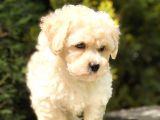 Sütlü Kahveli̇ Mi̇ni̇ Boy Malti̇poo