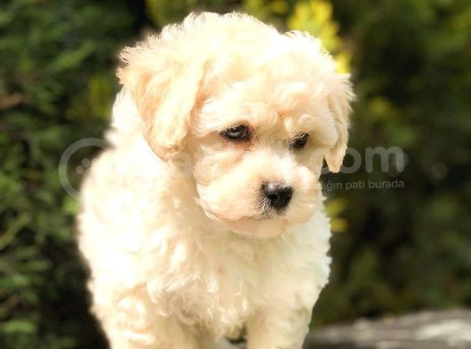 Sütlü Kahveli̇ Mi̇ni̇ Boy Malti̇poo görsel