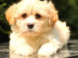 Teacup Malti̇po Mi̇ni̇ Boy