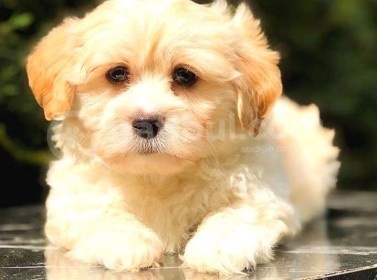 Teacup Malti̇po Mi̇ni̇ Boy