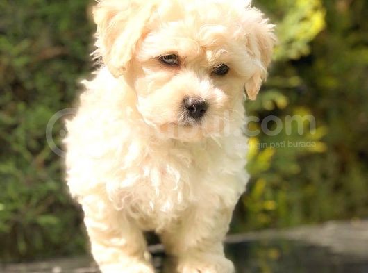 Sütlü Kahveli̇ Mi̇ni̇ Boy Malti̇poo görsel