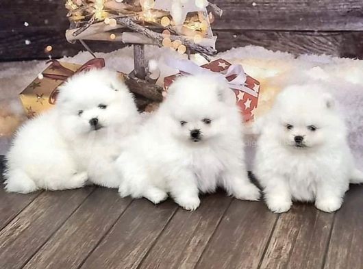 Ayı Surat Sevimli Mini Boy Pomeranian