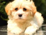 Teacup Malti̇po Mi̇ni̇ Boy