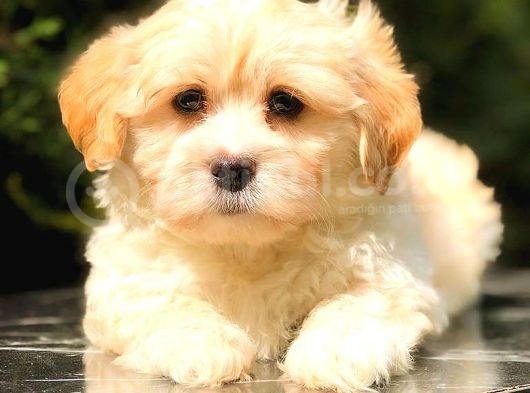 Teacup Malti̇po Mi̇ni̇ Boy görsel