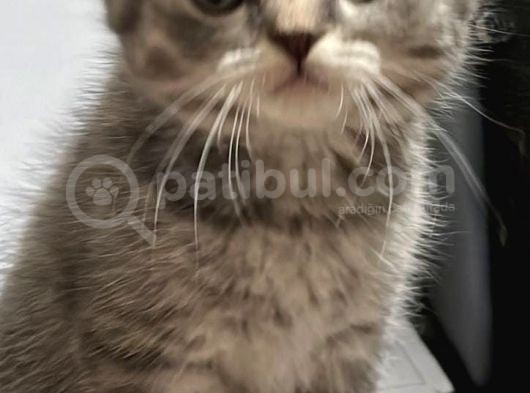Anne Altından British Ve Scottish Tobby Yavrularımız Mama Karşılığı Sahıplendirme
