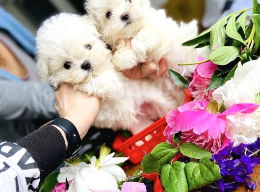 Mini Boy Maltese Sevimli Yavrular görsel