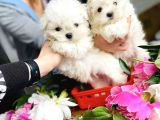 Mini Boy Maltese Sevimli Yavrular