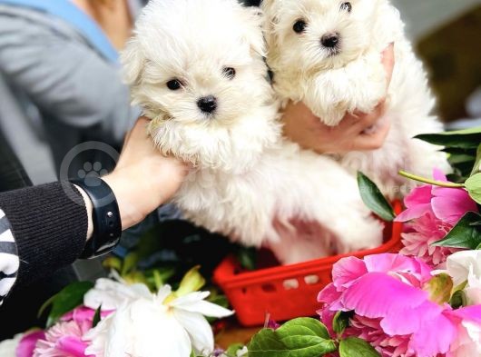 Mini Boy Maltese Sevimli Yavrular görsel
