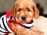 Show Kalite Maltipoo Bebekler