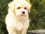 Sütlü Kahveli̇ Mi̇ni̇ Boy Malti̇poo