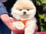 Safkan Pomeranian Boo Yavrularımız