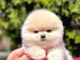 Safkan Pomeranian Boo Yavrularımız