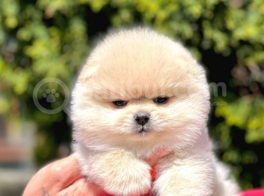 Safkan Pomeranian Boo Yavrularımız