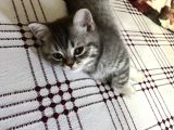 Anne Altından British Ve Scottish Tobby Yavrularımız Mama Karşılığı Sahıplendirme